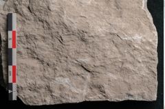 Foto (Detailansicht) von Dictyopteris brongniarti Gutb. (NHMW-GEO-2024-0188-10781)